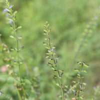 Salvia tiliifolia Vahl